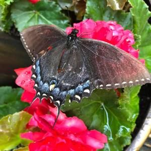 Meet your Posher, Becky